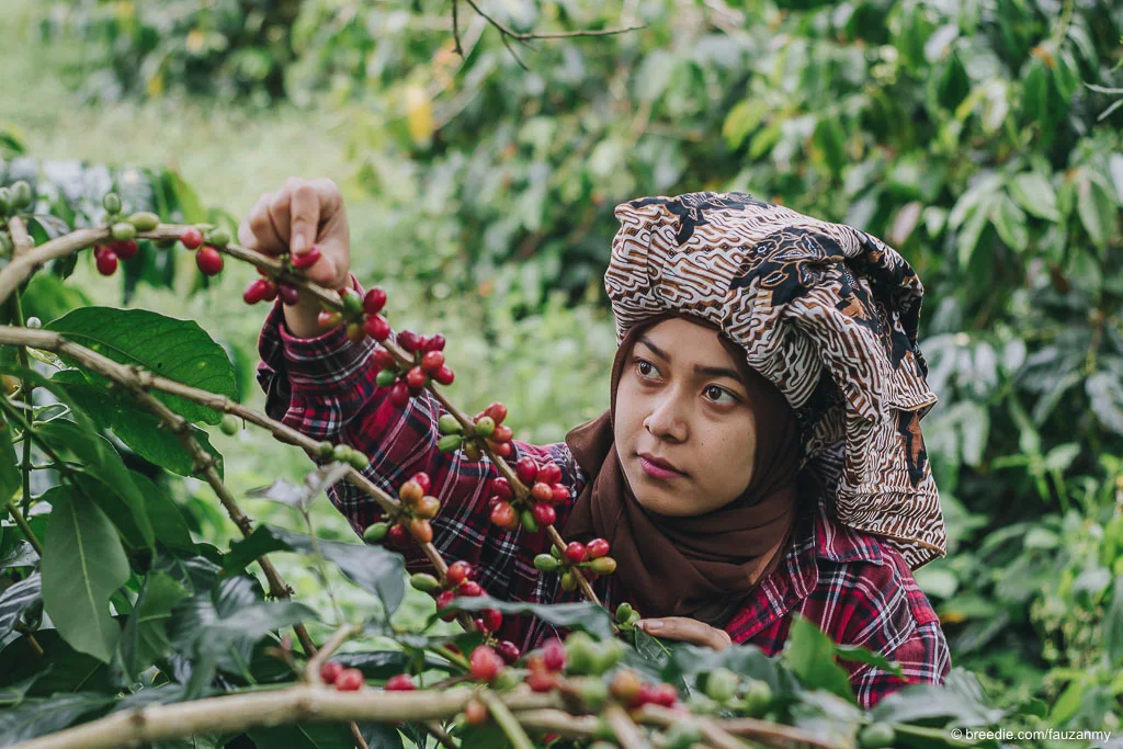 A woman picking ripe red coffee cherries from a branch in the Gayo highlands